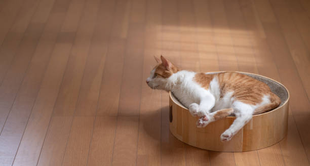 istock cat relaxing in the room 1675762933