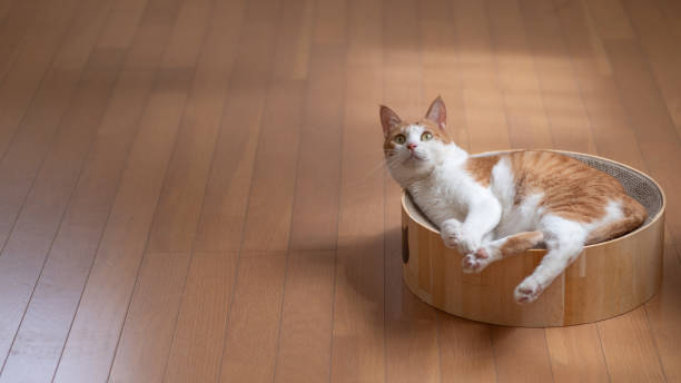 istock cat relaxing in the room 1675762953