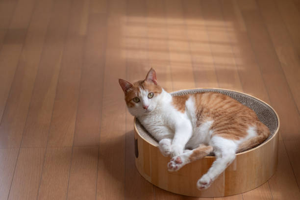 istock cat relaxing in the room 1675762971
