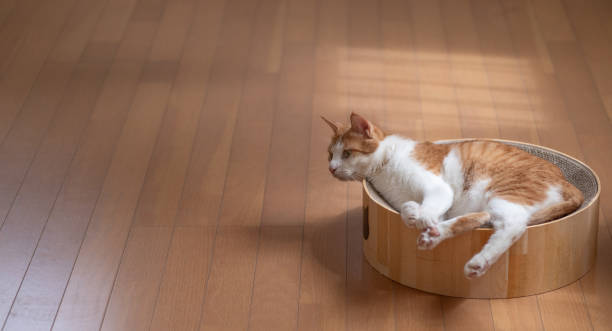 istock cat relaxing in the room 1675762988