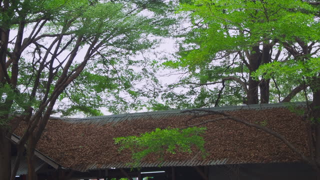 Tree Over Roof
