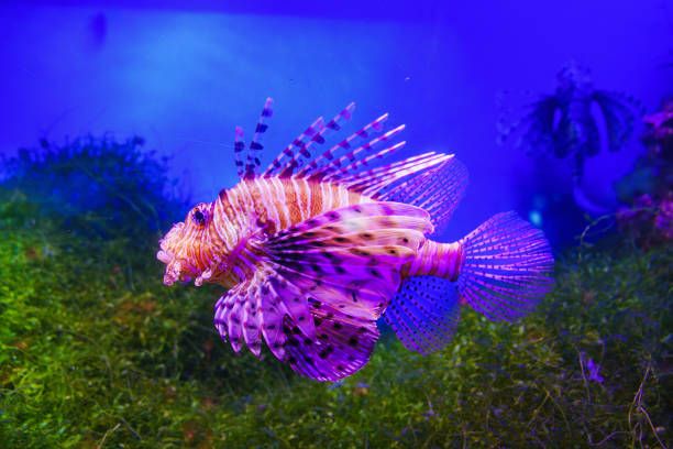 istock The zebra lionfish or zebra fish in a large aquarium 1675779755
