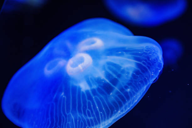 istock Eared aurelia, or eared jellyfish in the aquarium. 1675780819