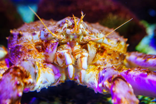 istock Close-up of a crab's face underwater in a aquarium. 1675781103