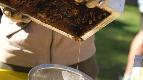 To extract honey by grinding or pulverizing its beehives and pouring.
