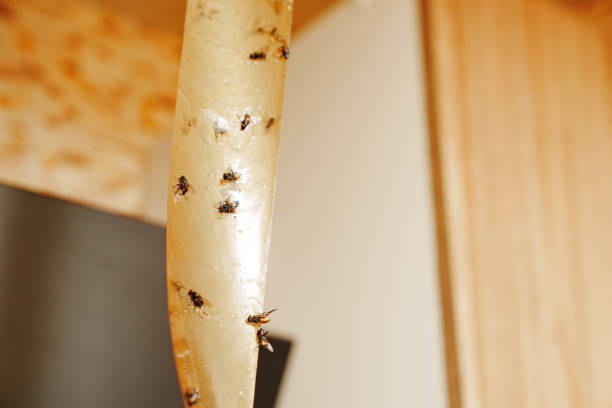 istock Adhesive tape from flies. An effective tool for controlling insects indoors. 1675781622