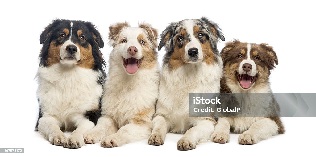 Group of Australian Shepherd lying and looking, isolated on white Animal Stock Photo