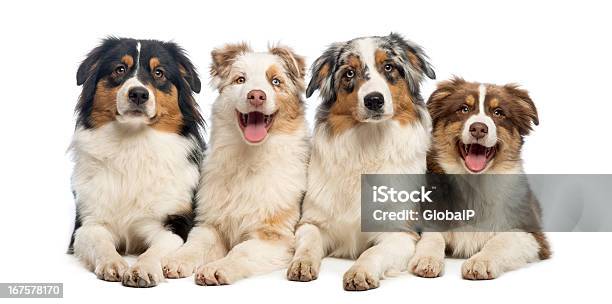 Group Of Australian Shepherd Lying And Looking Isolated On White Stock Photo - Download Image Now