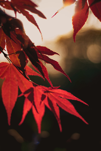 close-up of maple leafes captured in autumn during sunset
