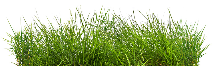 Green grass on a white ground.