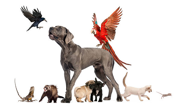istock Group of pets - Dog, cat, bird, reptile, rabbit 167579898
