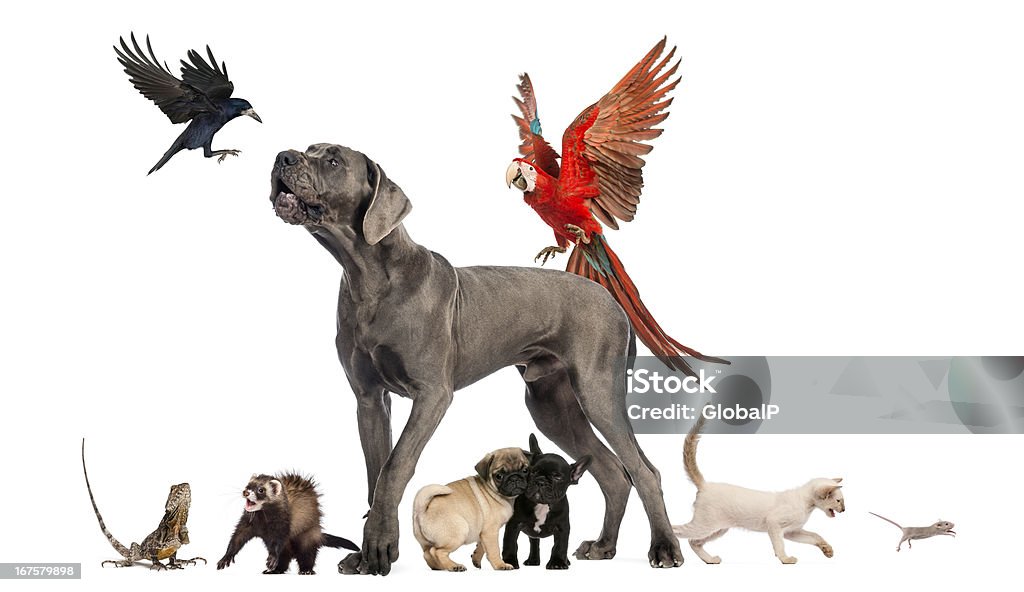 Группа домашних животных: собака, кошка, птица, кролик, рептилия - Стоковые фото Лай животных роялти-фри