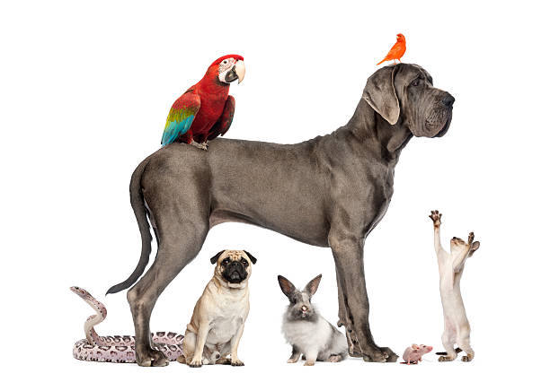 istock Group of pets - Dog, cat, bird, reptile, rabbit 167580013