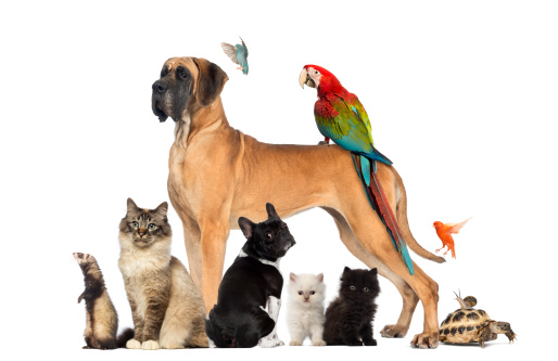 Grupo de mascotas: perro, gato, pájaro, conejo, reptil photo