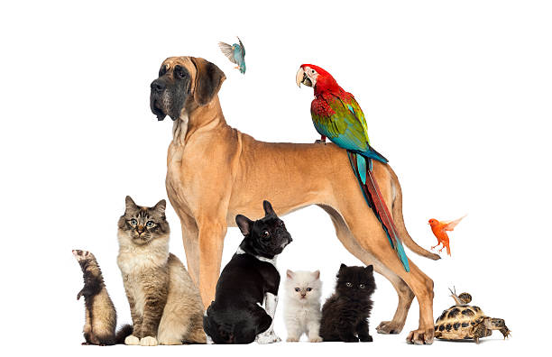 grupo de mascotas: perro, gato, pájaro, conejo, reptil - un animal fotografías e imágenes de stock