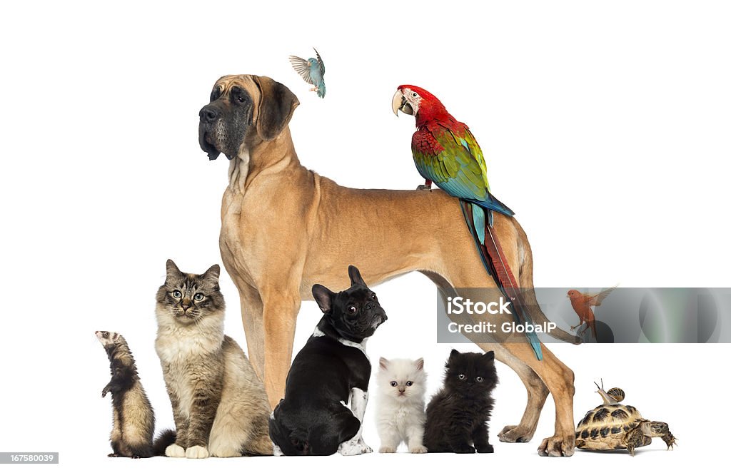 Group Of Pets Dog Cat Bird Reptile Rabbit Stock Photo - Download Image Now  - Animal, Pets, Group Of Animals - iStock
