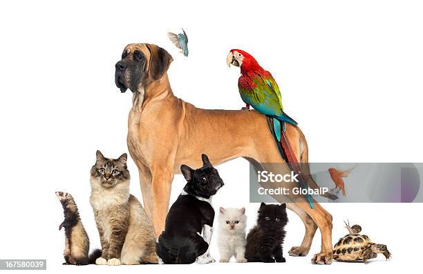 Group Of Pets Dog Cat Bird Reptile Rabbit Stock Photo - Download Image Now - Pets, Group Of Animals, Animal