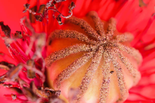 istock pistil  of Poppy 1675804212