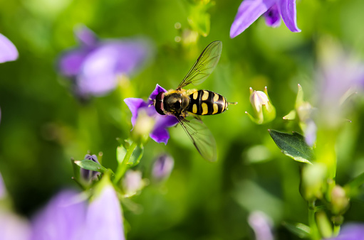 the foraging syrphid