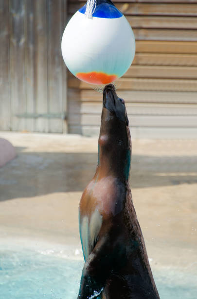 istock ball game with the sea lion 1675806398