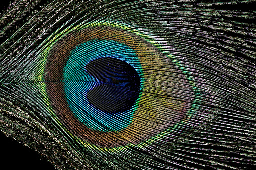 Closeup view of peacock feather isolated against a black background
