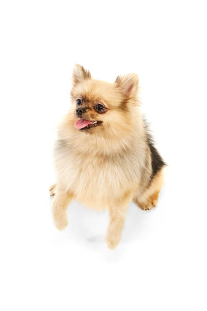 istock Beautiful, playful pet. Cute dog, pomeranian spitz sitting over white studio background 1675807020