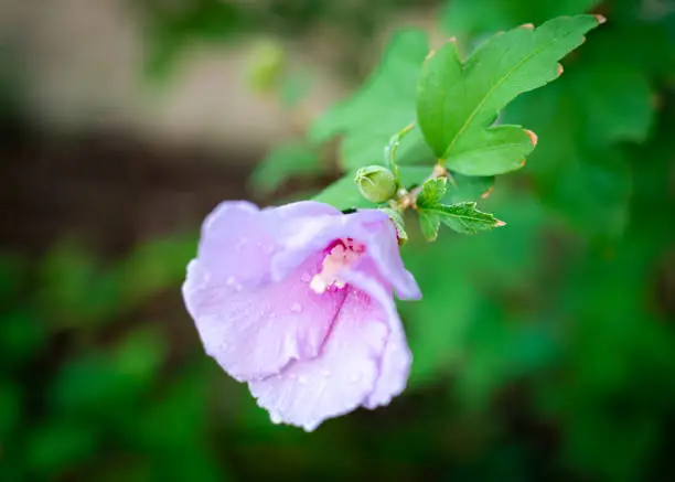Buds and flower blossom of violet hibiscus with water drops on petals, larger blooming in cool blue-light purple color of hybrid rose at garden in Dallas, Texas, USA. Flowering plants in Malvaceae
