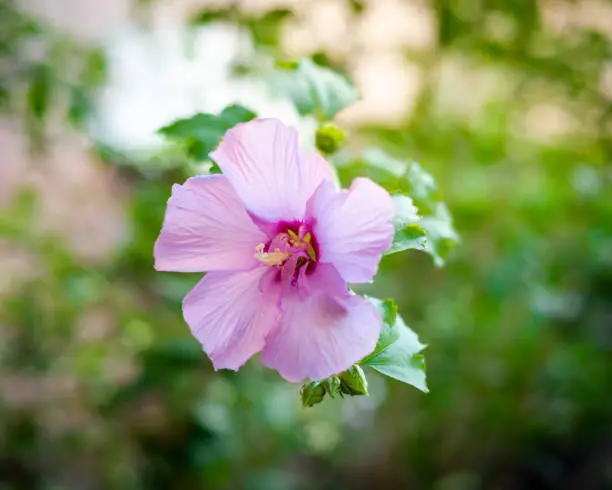 Full blossom violet hibiscus flower petals, larger showier blooming in cool blue-light purple color of hybrid rose at backyard garden Dallas, Texas, USA. Flowering plants in mallow family Malvaceae