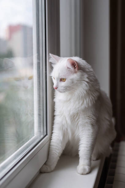 istock Turkish white cat portrait on windowsill, high quality 1675807570