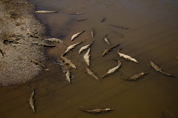 istock Crocodile River in Costa Rica 167580761