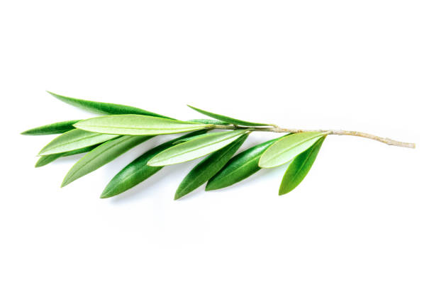 istock Olive tree branch with green leaves, isolated on a white background 1675819411