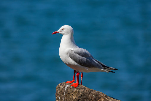 The silver gull is the most common gull of Australia. It has been found throughout the continent, but particularly at or near coastal areas.
