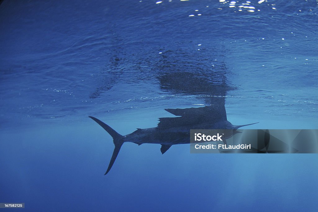 Sailfish fish swimming en el mar - Foto de stock de Industria de la pesca libre de derechos
