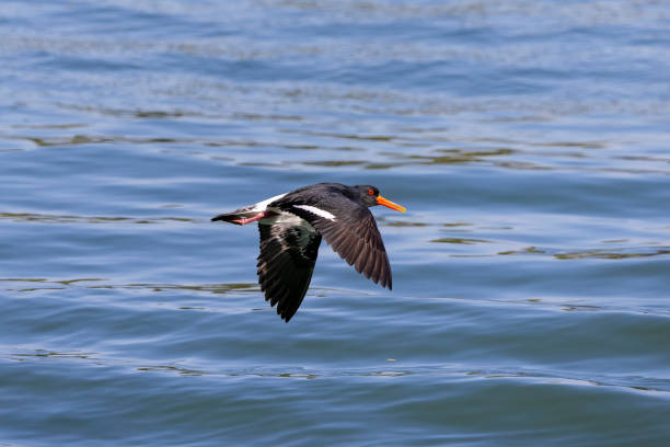 istock Oystercatchers in flight in it's native habitat 1675822134