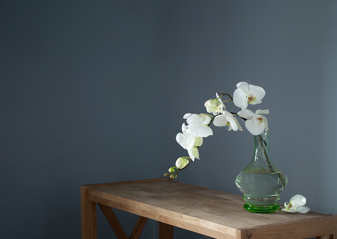 white orchid in vintage glass vase on wooden shelf on background wall