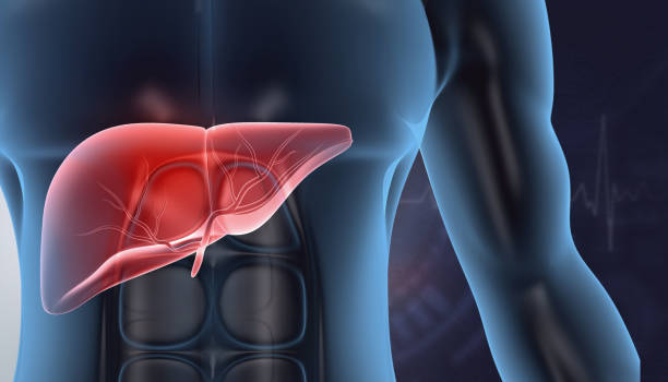 istock Human liver anatomy on medical background 1675841216