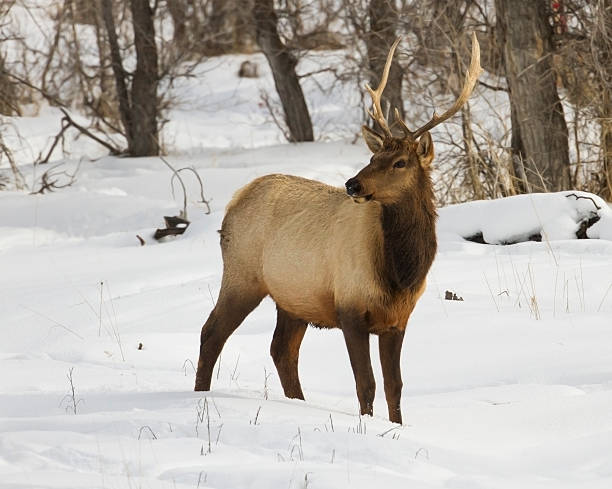istock Wyoming Bull Elk 167584340
