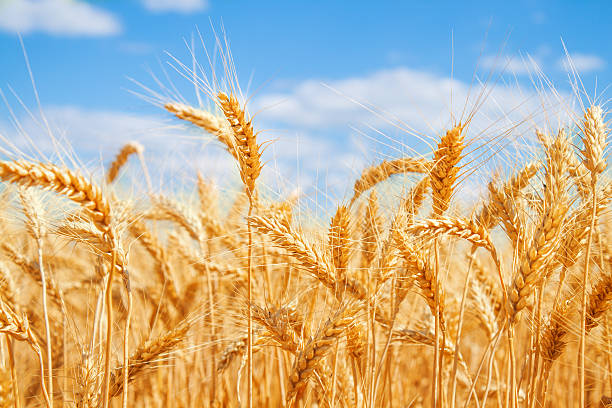 istock Gold wheat field and blue sky 167584453