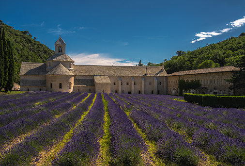 Colorful purple Lavender Field in front of the historic Sénanque Abbey - Abbeye de Senanque - Notre-Dame de Sénanque - built in the year 1178 under blue summer sky.  Monks who live at Senanque grow lavender and tend honey bees for their livelihood. Senanque Abbey, close to Gordes, Vaucluse, Provence, France, Europe