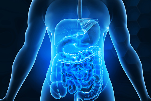 Anatomía del sistema digestivo humano photo