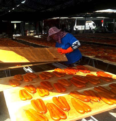 Mullet roe dried on a market stall in Taiwan. Mullet roe is a specialty of Taiwan. The fish eggs are pickled and exposed to the sun.