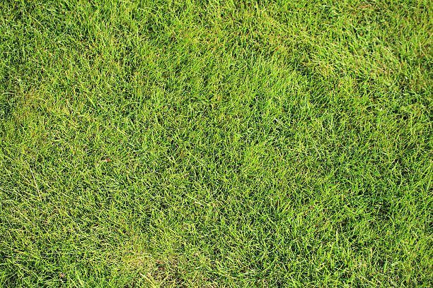 istock Beautiful green lawns perfectly cut for background 167584584
