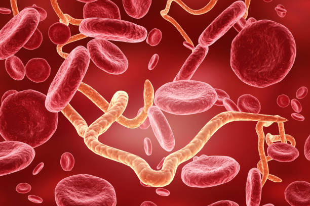 Ebola virus in human body Ebola virus in human body. 3d illustration ebola stock pictures, royalty-free photos & images