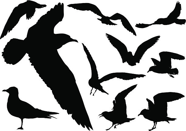 Mockup silhouettes of seagulls in flight Vector drawing of seagulls in flight albatross stock illustrations