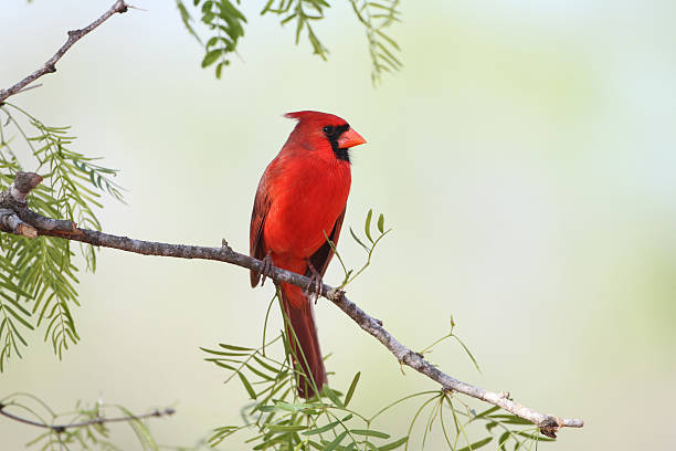 istock Male Northern Cardinal - Texas 167584937
