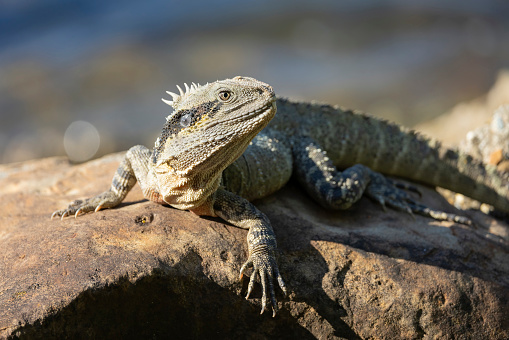 The Australian water dragon is an arboreal agamid species native to eastern Australia from Victoria northwards to Queensland.