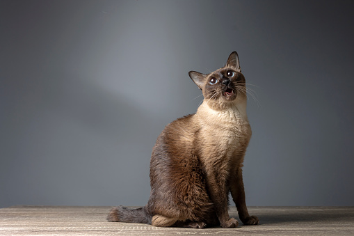Siamese cat with blue eyes sitting on wooden table with blue background. Blue diamond cat sitting in the studio.Thai cat looking something.