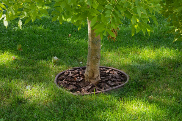 istock Bark mulch under a young deciduous tree on a green lawn in a garden or park 1675856654