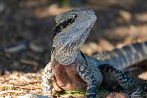 The Australian water dragon is an arboreal agamid species native to eastern Australia from Victoria northwards to Queensland.