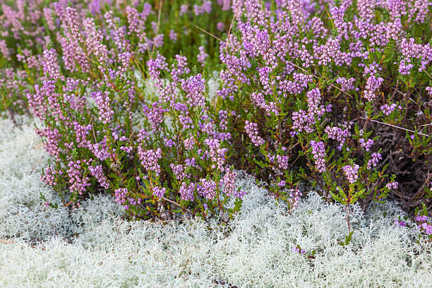 heather común - heather wildflower low angle view flower head fotografías e imágenes de stock